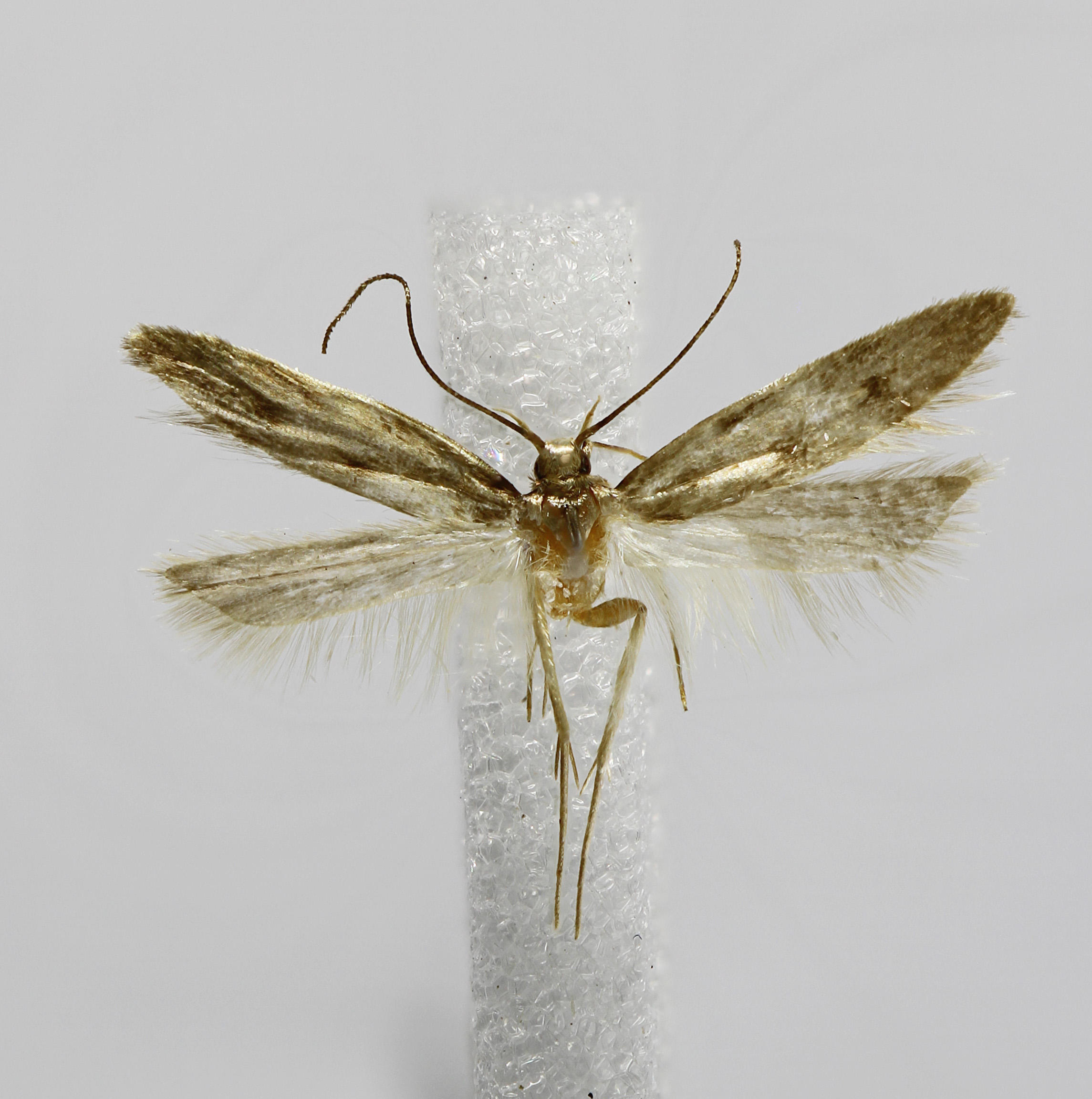 Galagete cinerea Landry, 2002 de la Colección de Invertebrados (ICCDRS 47145). Foto: ICCDRS Collection.